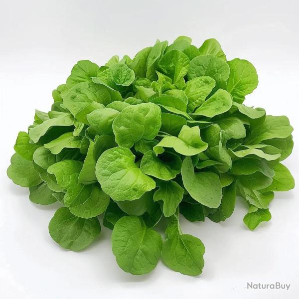 150 Graines de M�che � Grosse Graines - SemiSauvage Permaculture