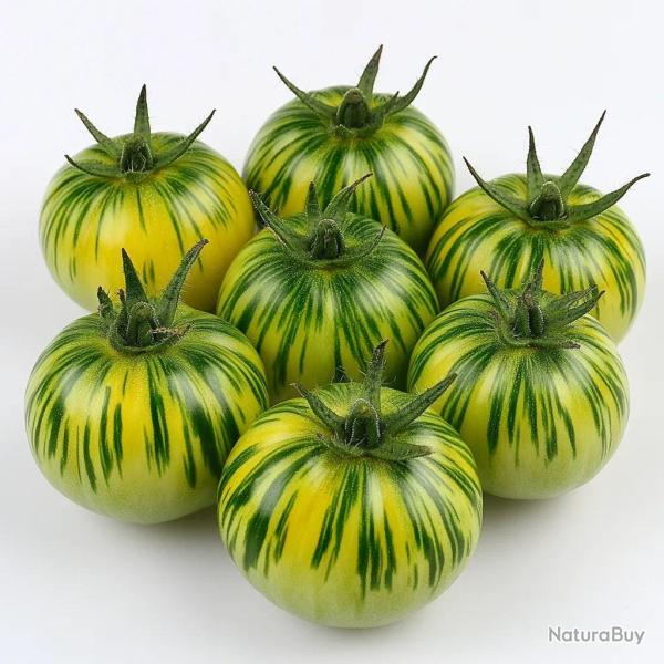 25 Graines de Tomate Green Zebra - SemiSauvage Permaculture