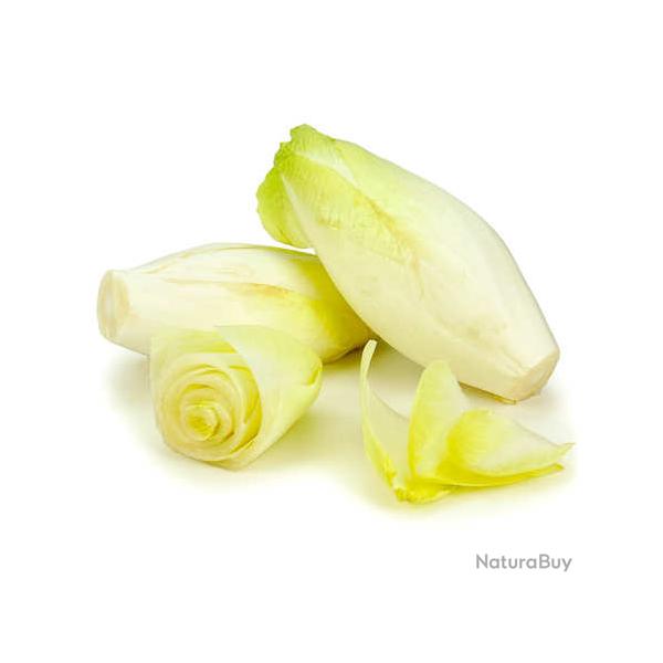 250 Graines d'Endive Demi-h�tive - SemiSauvage Permaculture