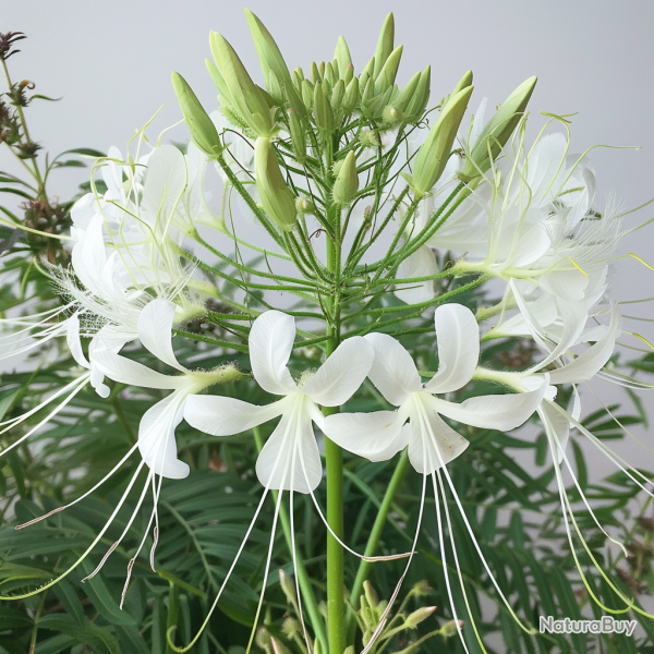 250 Graines de Cl�ome Blanche - SemiSauvage Permaculture