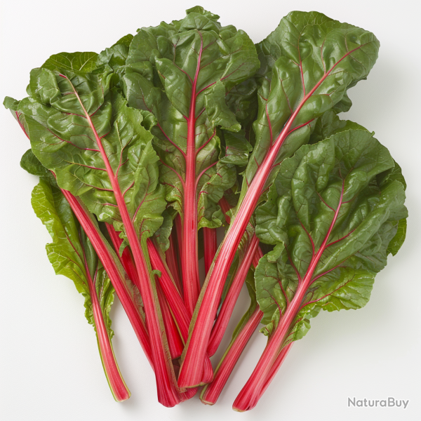 30 Graines de Bette � Carde Rhubarbe Rouge - SemiSauvage Permaculture