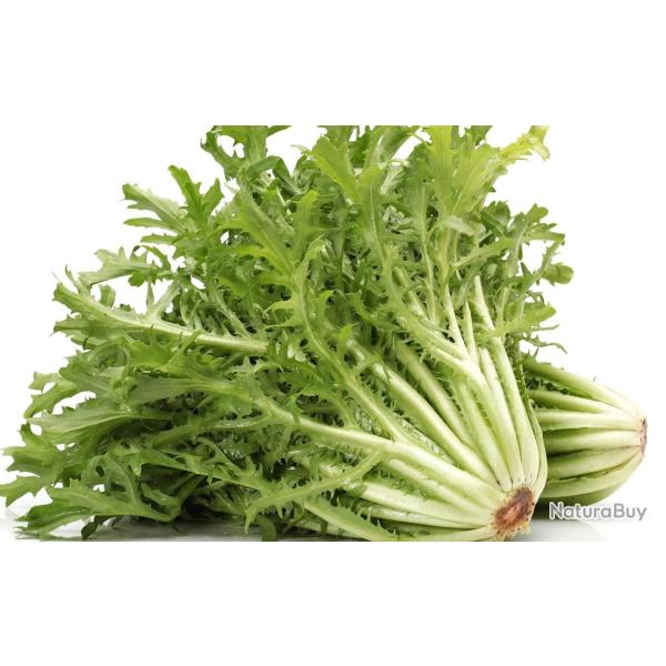 100 Graines de Chicor�e Fris�e - SemiSauvage Permaculture