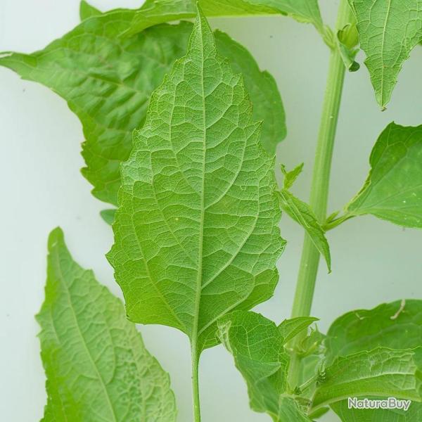 120 Graines d'Arroche Verte - SemiSauvage Permaculture