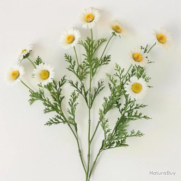 2500 Graines de Camomille Matricaire - SemiSauvage Permaculture