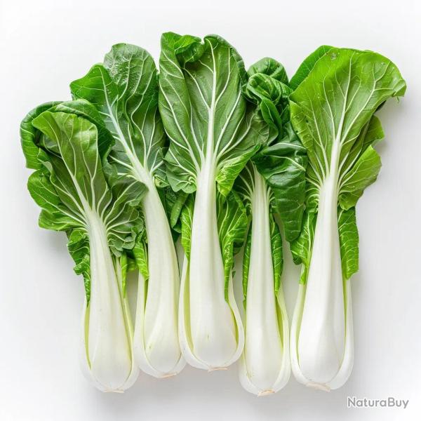 300 Graines de Chou Chinois Pak Cho� - SemiSauvage Permaculture