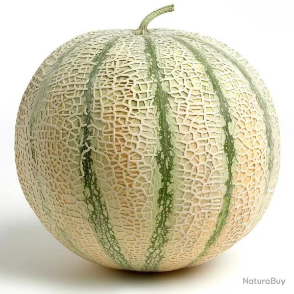30 Graines de Melon Charentais - SemiSauvage Permaculture