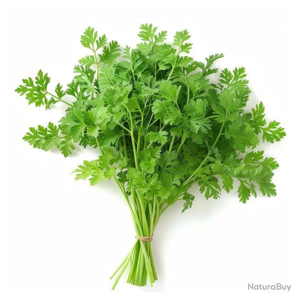 150 Graines de Cerfeuil - SemiSauvage Permaculture