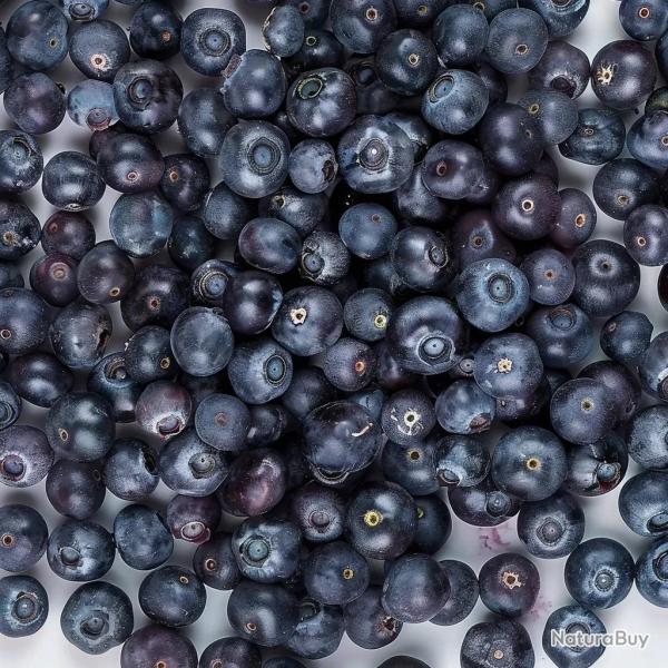 250 Graines de Myrtilles Sauvages (Airelle Bleu) - SemiSauvage Permaculture