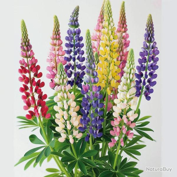 50 Graines de Lupin Nain de Russel - SemiSauvage Permaculture