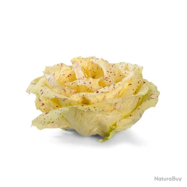 250 Graines de Chicor�e Sauvage Di Castelfranco - SemiSauvage Permaculture