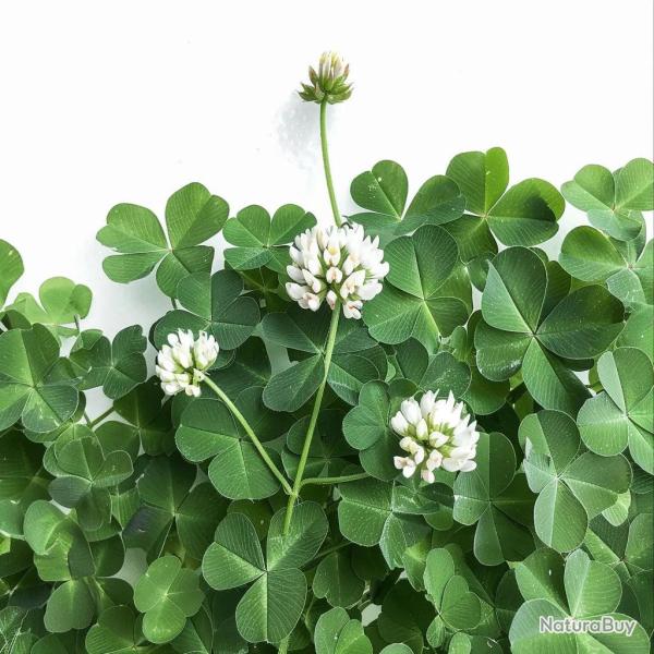 1000 Graines de Tr�fle Blanc - SemiSauvage Permaculture