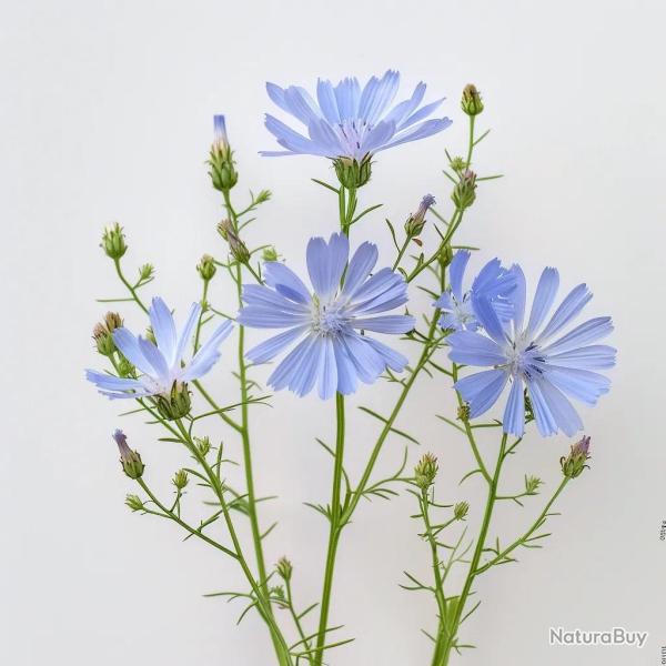 250 Graines de Chicor�e Sauvage - SemiSauvage Permaculture