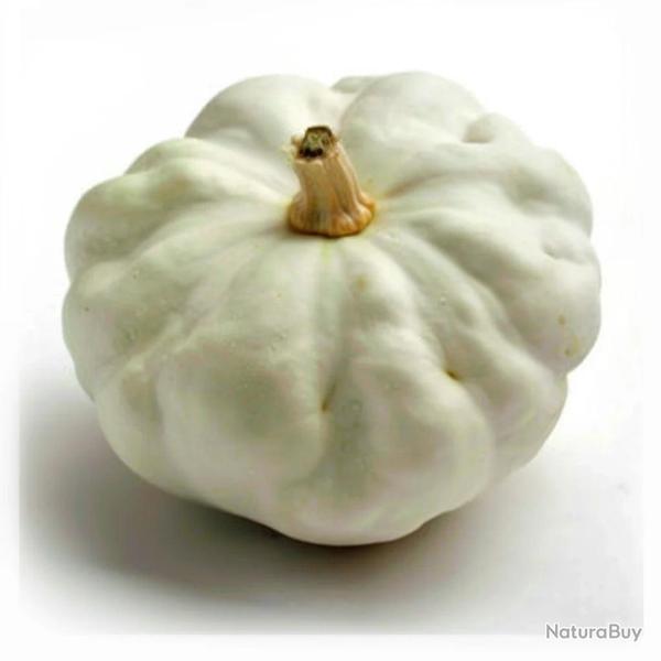 15 Graines de P�tisson Blanc - SemiSauvage Permaculture