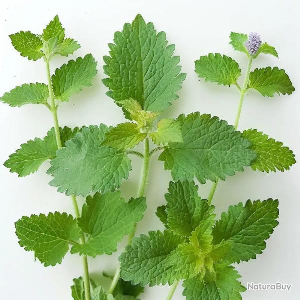 200 Graines d'Herbe � Chat (Cataire) - SemiSauvage Permaculture