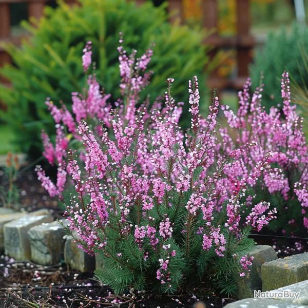 100 Graines de Bruy�re - SemiSauvage Permaculture