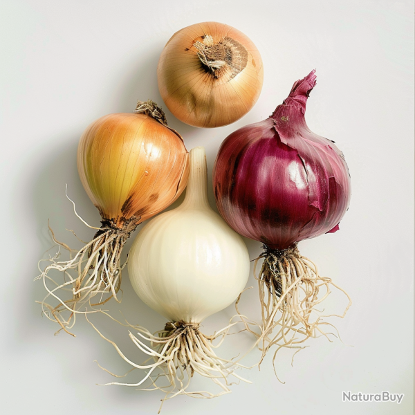200 Graines d'Oignons M�lange Color� - SemiSauvage Permaculture