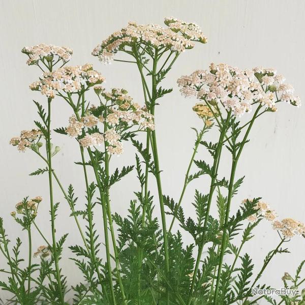 1000 Graines d'Achill�e Millefeuille - SemiSauvage Permaculture