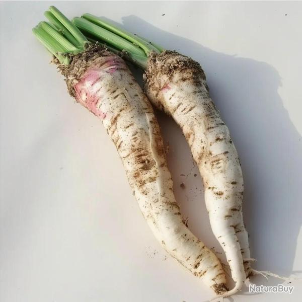 150 Graines de Raifort Champ�tre - SemiSauvage Permaculture