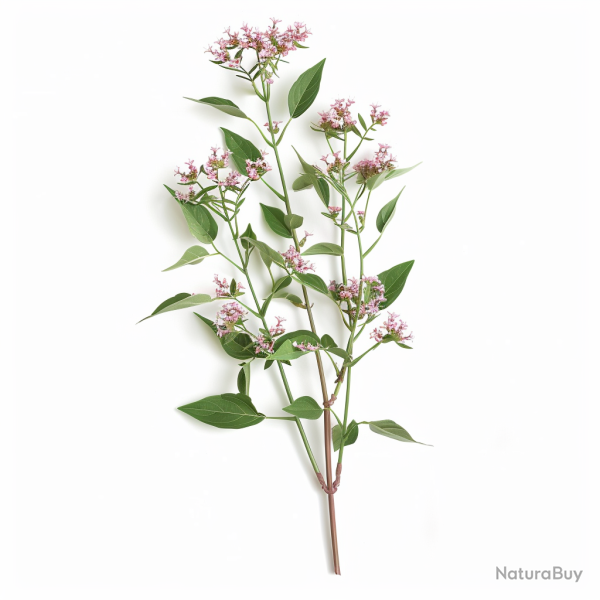 150 Graines de Val�riane Officinale - SemiSauvage Permaculture