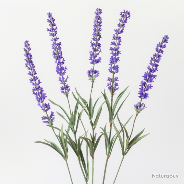 100 Graines de Lavande Vraie - SemiSauvage Permaculture