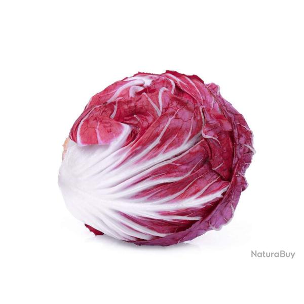 250 Graines de Chicor�e � Feuilles Rouges - SemiSauvage Permaculture