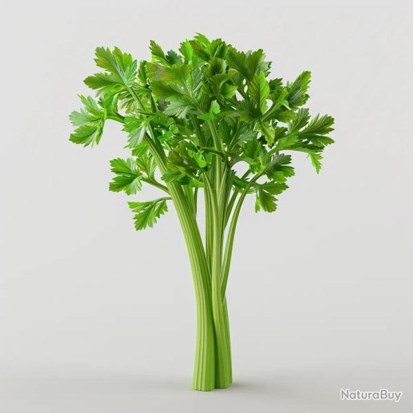 250 Graines de C�leri Branche - SemiSauvage Permaculture