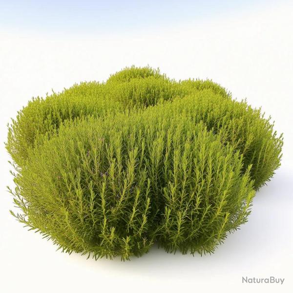 300 Graines de Kochie � Balai, Cypr�s d'�t� (Kochia scoparia) - SemiSauvage Permaculture