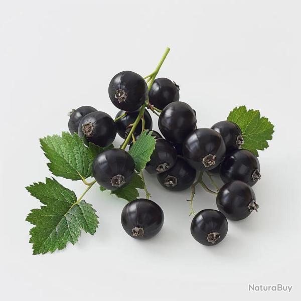 150 Graines de Cassis G�ant de Boskoop (Ribes negrum) - SemiSauvage Permaculture