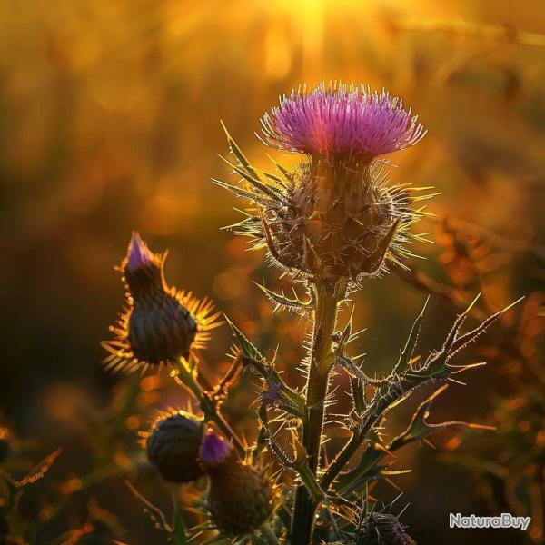 150 graines de Chardon des champs (Cirsium arvense) - SemiSauvage Permaculture