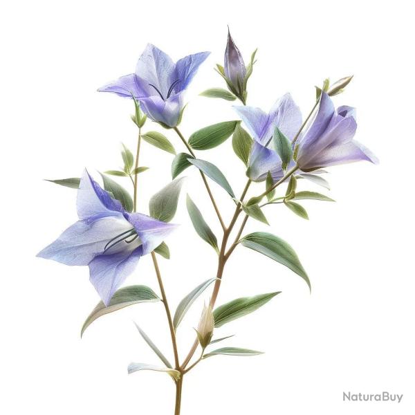 150 Graines de Campanules � grandes fleurs (Platycodon grandiflorus azul) - SemiSauvage Permaculture