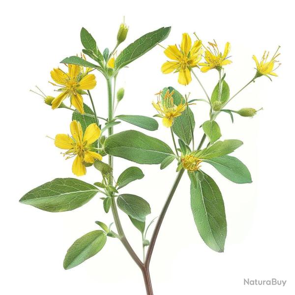 1500 Graines de Millepertuis andros�me (hypericum androsaemum) - SemiSauvage Permaculture