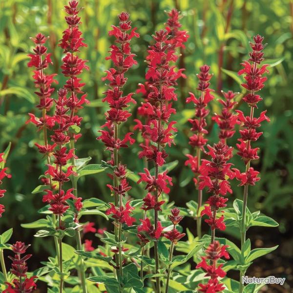 100 Graines de Sauge Rouge �carlate (Salvia coccinea scarlet) - SemiSauvage Permaculture