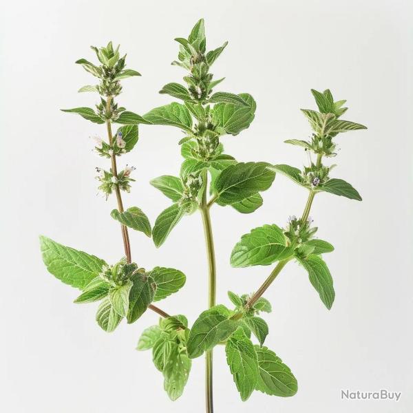 1000 Graines de Menthe Pouliot (Mentha pulegium) - SemiSauvage Permaculture
