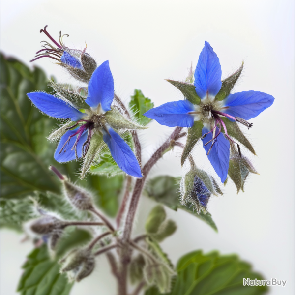 50 Graines de Bourrache Officinale - SemiSauvage Permaculture