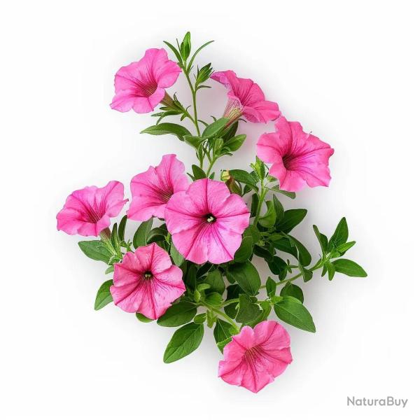 500 Graines de P�tunia Nain Rose - SemiSauvage Permaculture
