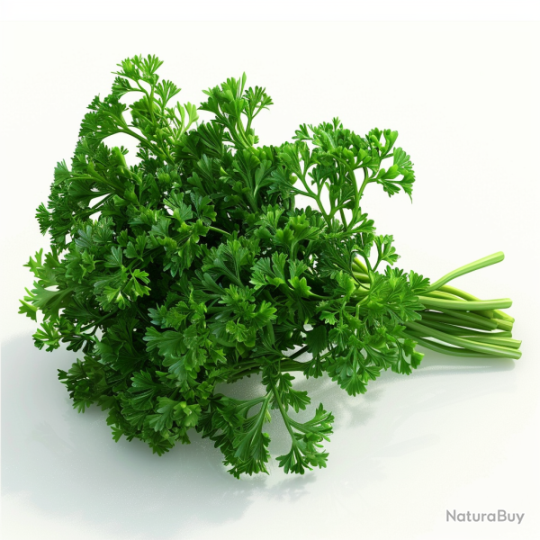 500 Graines de Persil Fris� - SemiSauvage Permaculture