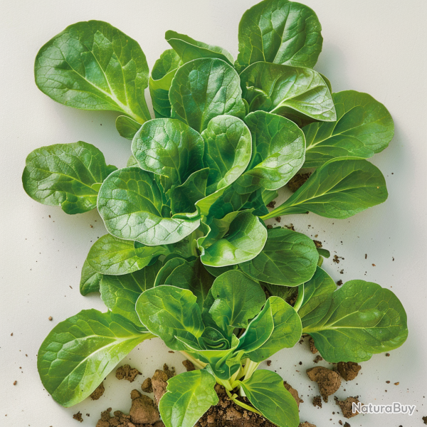 500 Graines de M�che Verte de Cambrai - SemiSauvage Permaculture