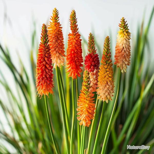 60 Graines de Tritome Faux Alo� - SemiSauvage Permaculture