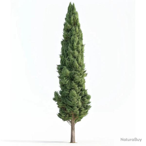 50 Graines de Cypr�s d'Italie (Cupressus sempervirens stricta) - SemiSauvage Permaculture