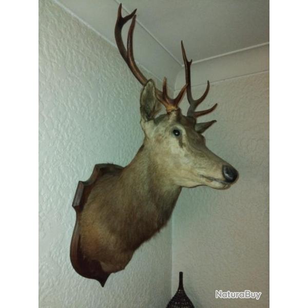 Troph� de cerf du sud ouest de la France