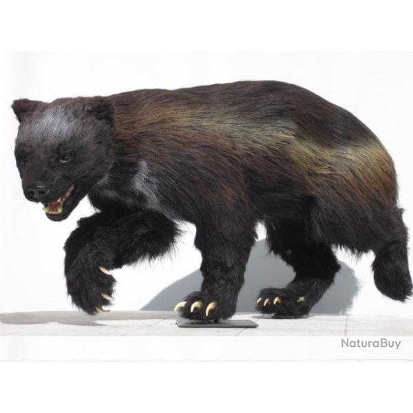 taxidermie naturalis� empaill� chasse  r�plique glouton