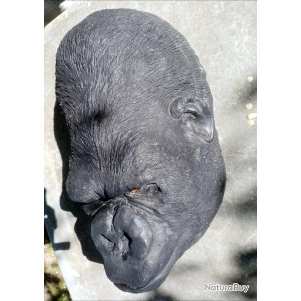 Troph�e taxidermie r�plique faux gorille en r�sine
