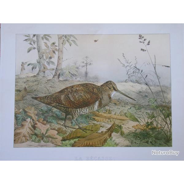 La Casse � la b�casse d'Edouard Travies