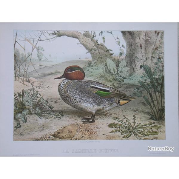 La Chasse � la sarcelle d'Edouard Travies