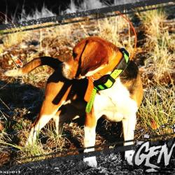 Antenne de collier ROG SUPRA compatible GARMIN