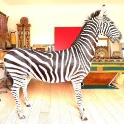 Z&egrave;bre entier naturalis&eacute; debout