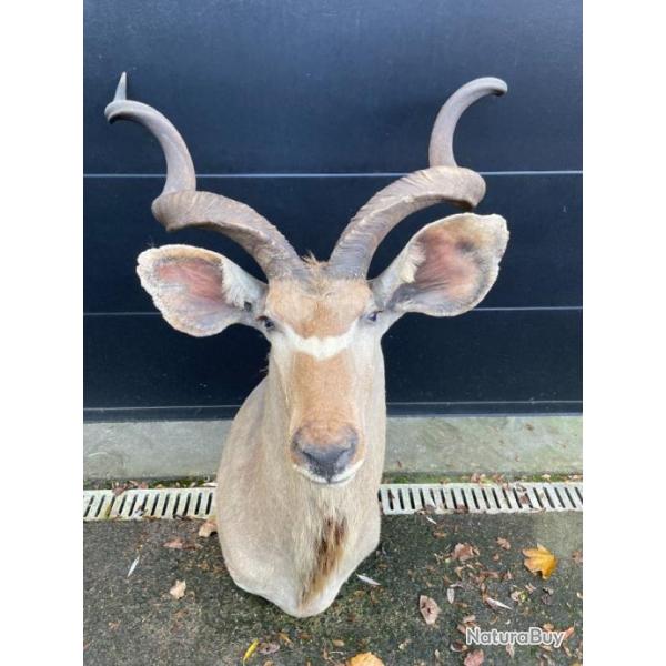 Troph�e de grand koudou