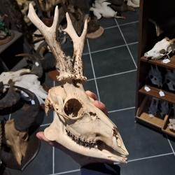 Cr&acirc;ne de chevreuil avec m&acirc;choire #0602(1)