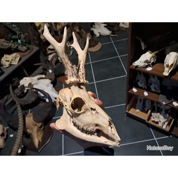 Cr�ne de chevreuil avec m�choire #0602(1)