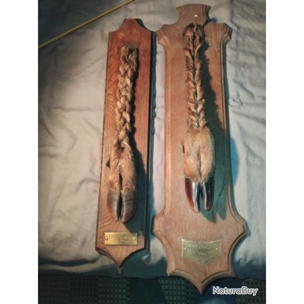 Troph�e de chasse - pieds d'honneur - date d'�quipage sur m�daillon en bois de ch�ne - H 60 cms -